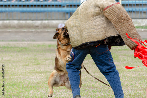 Guard dog training. Step 5. Figurant and German shepherd dog. photo