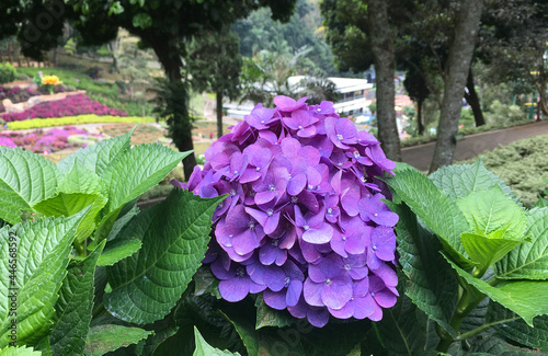 Purple flowers decorates thegarden photo