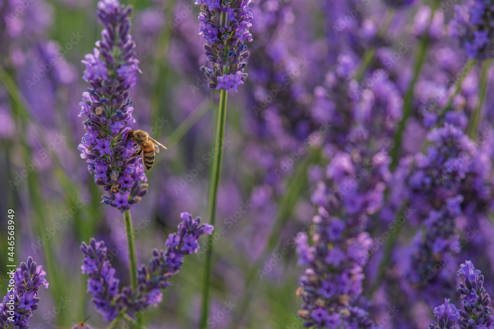Obraz premium lavender and bee