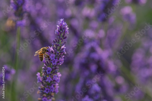 close up of lavender and a bee