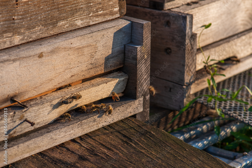 bees at a bee hive bees at a bee hive