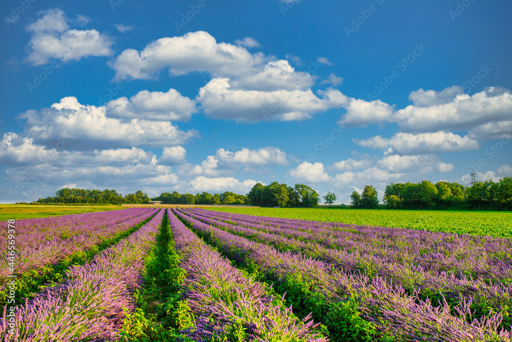 lavender field with sky