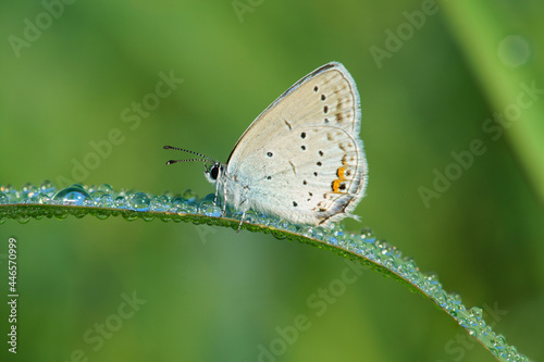 butterfly on a green leaf covered with water drops © Cladosa