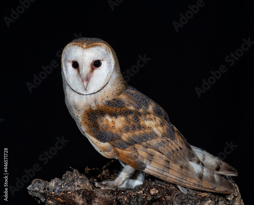 nocturnal owl perched on a log with black background