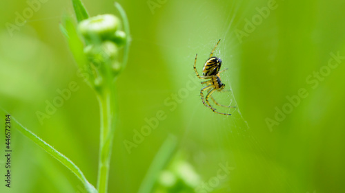 European spider, sits on a web. green background, close-up. small predator on the hunt. spider on a natural background. macro nature. with selective focus. they can be found in forests and gardens