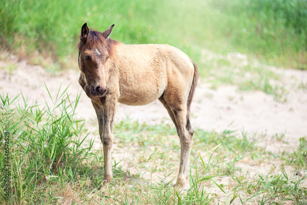A small foal grazes on the street in summer. Horse child eats grass and walks