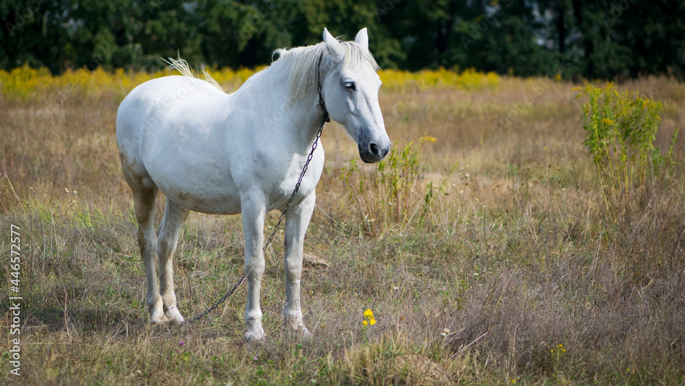 beautiful white horse on dry grass in the field. Arabian horse, white horse stands in an agriculture field with dry grass in sunny weather. strong, hardy and fast animal.