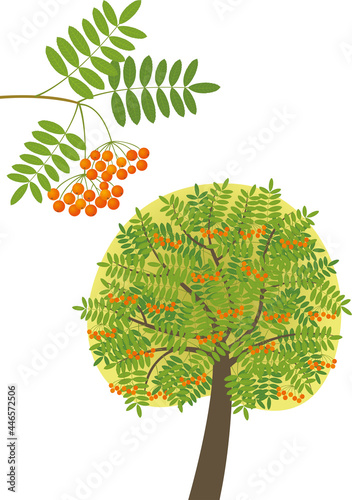 Rowan tree and a branch with grown rowan berries isolated on a white background