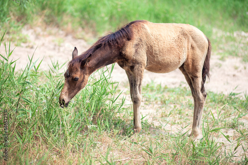 A small foal grazes on the street in summer. Horse child eats grass and walks