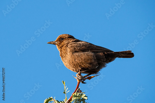 Ant-eating Chat photo