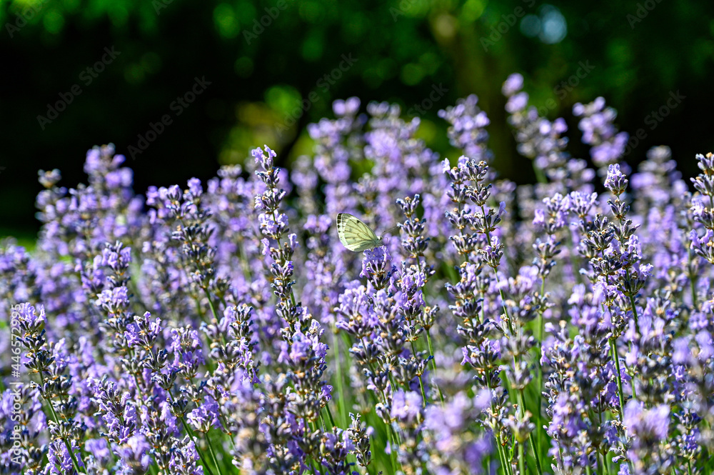 Obraz premium Butterfly in lavendel flowers in botanical garden