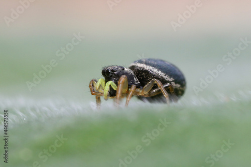 Heliophanus spider female, Side photograph  photo