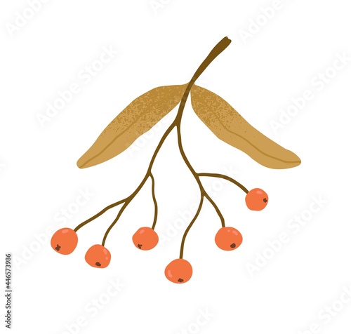 Autumn rowan branch with leaves and red berries. Twig with fall leaf and rowanberries. Autumnal decorative plant. Flat vector illustration of design element isolated on white background