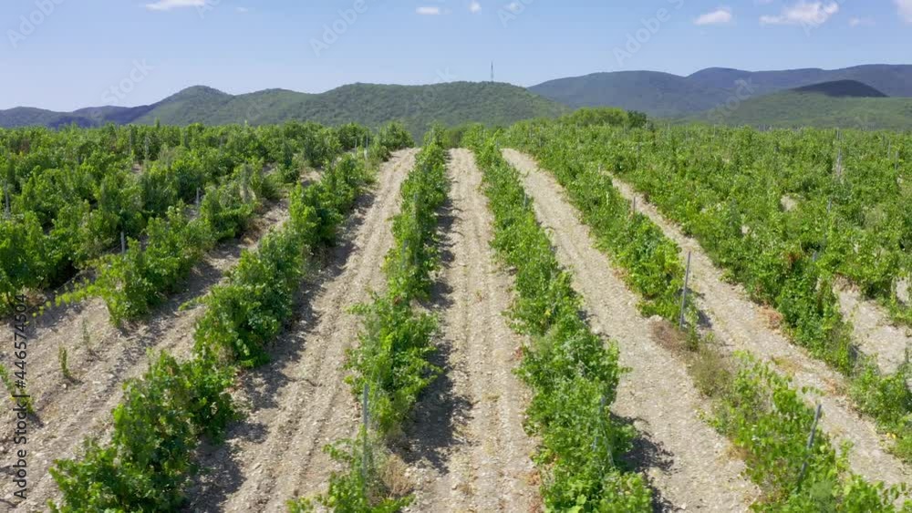 Aerial top view shot. Grape vineyard in Russia with vines separated by evenly spaced lanes crisscrossing fields. Abrau durso. Sunny day. Aerial top view shot. Grape vineyard in Russia with vines separated by evenly spaced lanes crisscrossing fields. Abrau durso. Sunny day.