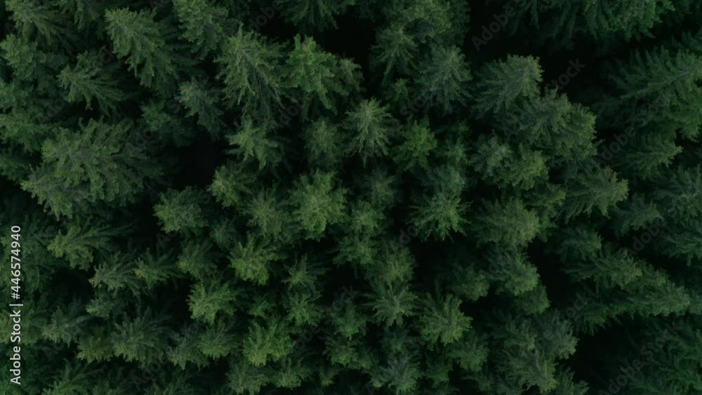 Drone View Of Coniferous Tree Tops In The Forest In Frumoasa, Harghita County, Romania. aerial top-down Drone View Of Coniferous Tree Tops In The Forest In Frumoasa, Harghita County, Romania. aerial top-down