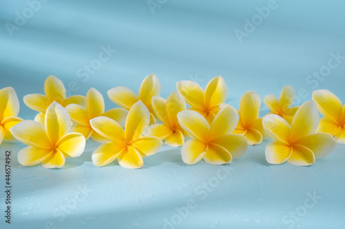 Fototapeta Naklejka Na Ścianę i Meble -  frangipani flower on blue background