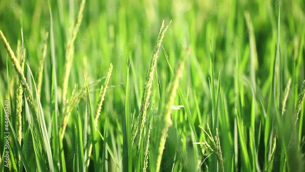 Close up green rice plants swaying in the wind with the evening light Close up green rice plants swaying in the wind with the evening light