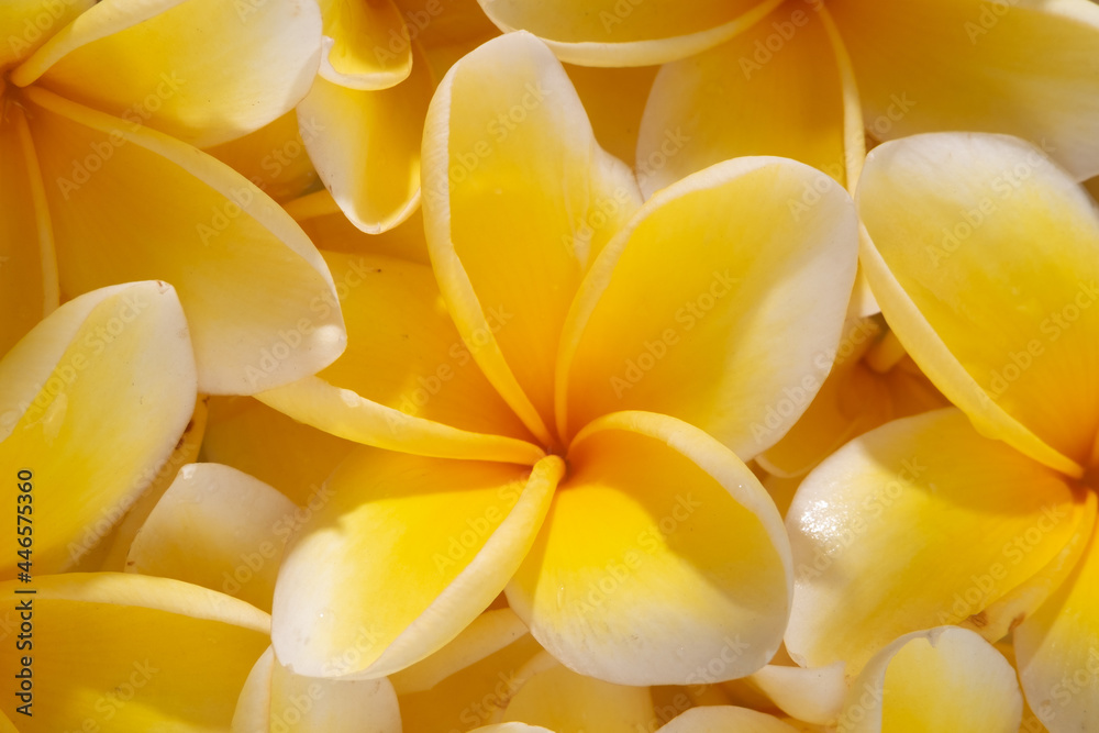 frangipani flower on blue background