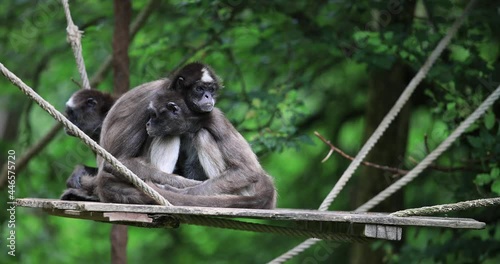 A White-bellied Spider Monkey is resting photo