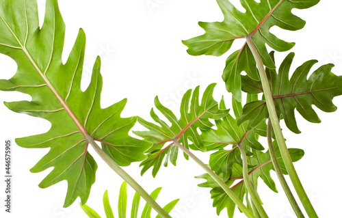 Philodendron Xanadu, Xanadu leaves isolated on white background, with clipping path