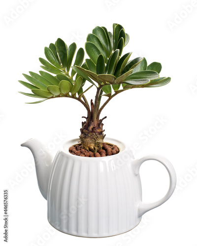 Cardboard palm, Zamia furfuracea, Mexican cycad in pot,  isolated on white background, with clipping path 