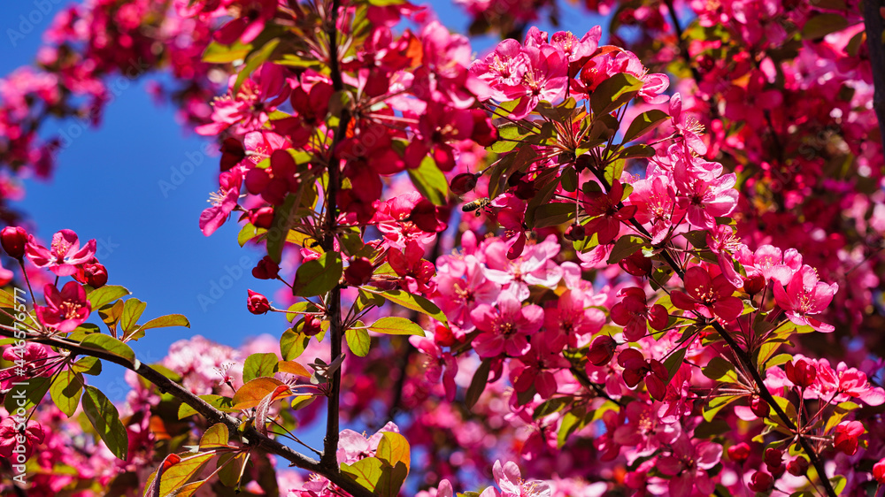 sakura blossomed in the city