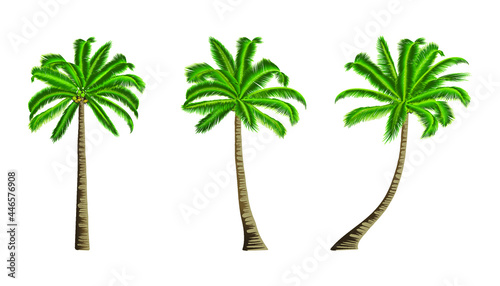 Three coconut trees isolated on white background.