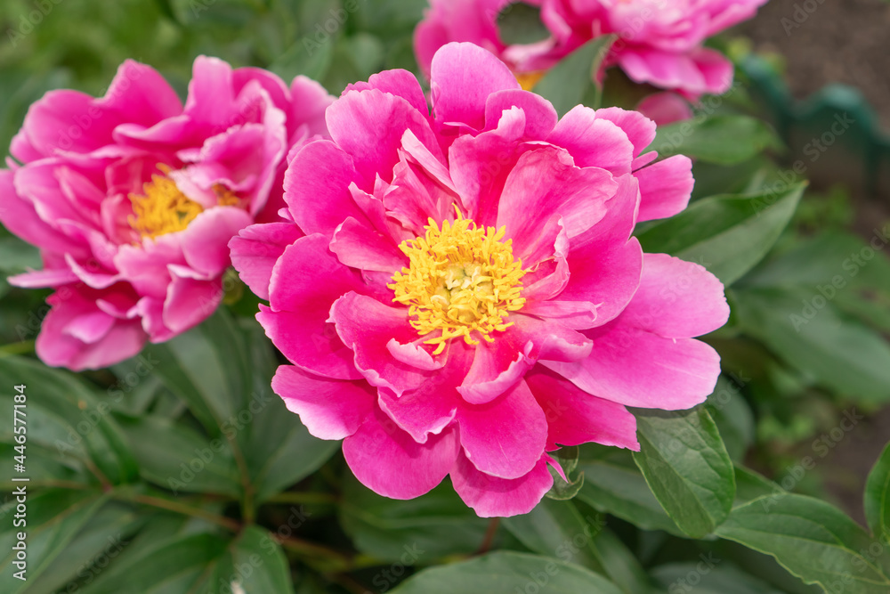 Beautiful blooming peony flowers of pink color.