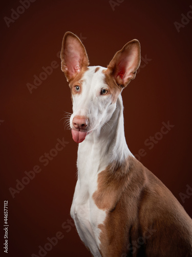 dog shows tongue. pet on a red background in the studio. portrait spanish greyhound, podenko ibitsenko © annaav