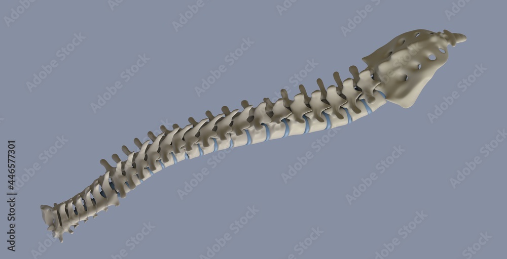 Obraz premium Realistic skeletal human spine and vertebral column or intervertebral discs on a white background. Lower back pain. The verte column in glowing highlight as a medical health care concept. 3d rendering