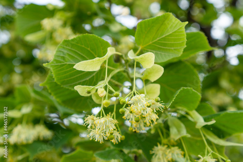 Linden or lime blossom in summer season. Honey plant and medicinal herb.