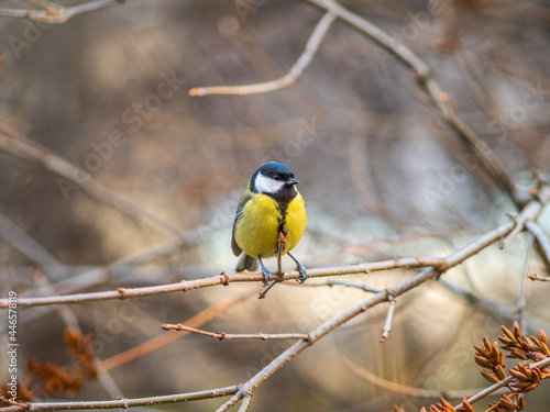 Cute bird Great tit, songbird sitting on a branch without leaves in the autumn or winter. © Dmitrii Potashkin