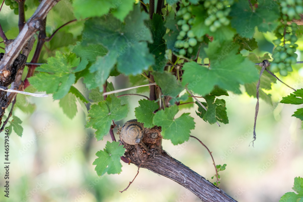 a bunch of grapes wine snails georgia vine vineyard Wine a bunch of grapes wine snails georgia vine vineyard Wine