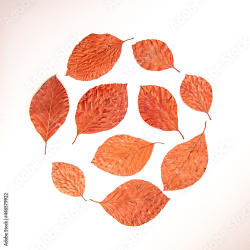 autumn leaves in a circle