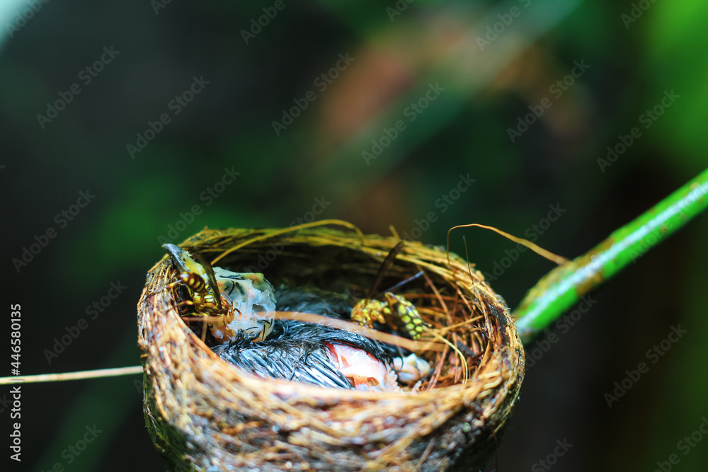 The remains of the baby bird died inside its nest. The baby bird died in the nest. The hornet bites the flesh of the dead baby bird. The concept of saves the bird.