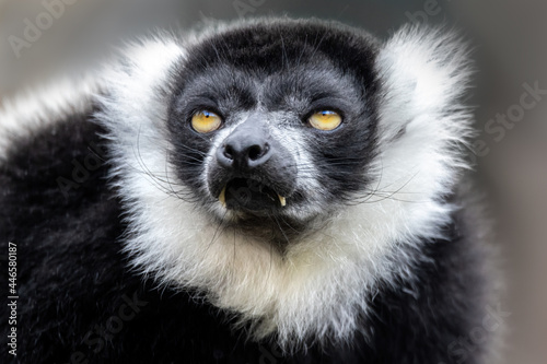 Closeup of an adult black and white ruffed lemur, varecia variegata. This critically endangered species is indigenous to the rainsforst of Madagascar.