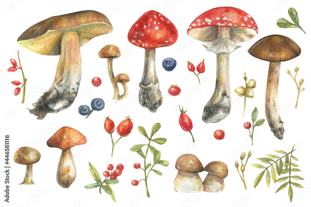 Naklejka Set of watercolor illustrations with forest plants, mushrooms, leaves and berries. Hand-drawn illustration for greeting cards.