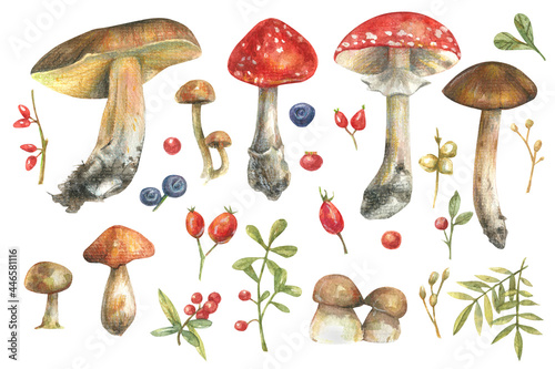 Set of watercolor illustrations with forest plants, mushrooms, leaves and berries. Hand-drawn illustration for greeting cards.