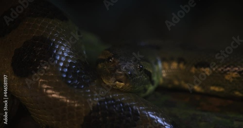 Portrait of a green anaconda in the jungle
