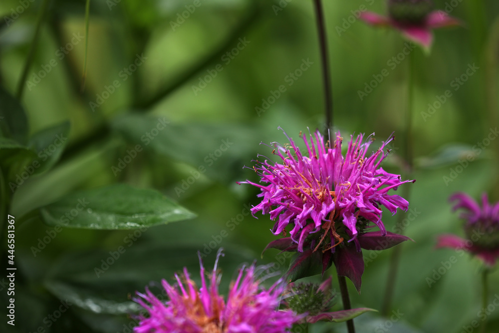 Obraz premium Indian nettle purple blooming in the garden