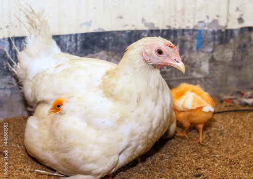 Mother hen with its baby chicken. Adorable baby chicks resting in the safety of mother hens feathers. Mother hen with baby chicken hiding under its wings.