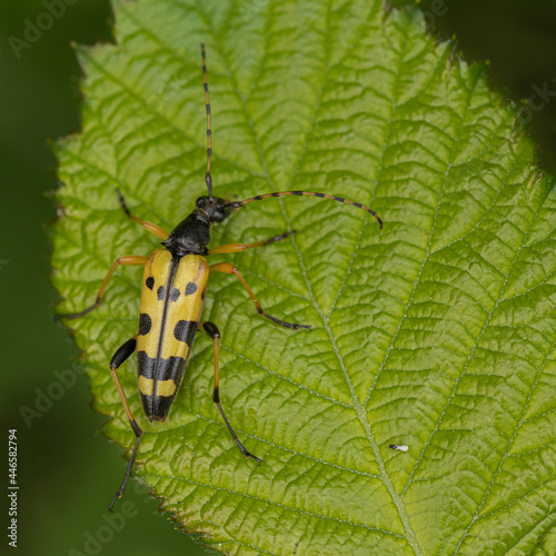 Longhorn beetle on a leaf