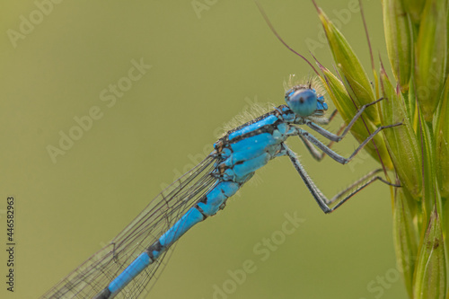 Common blue damselfly closeup 