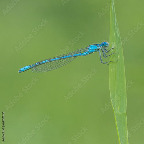 Common blue damselfly on a blade of grass