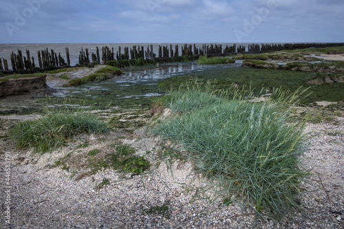 Grass at Waddenzee coast Moddergat Paesens Friesland Netherlands. Unesco world heritage.