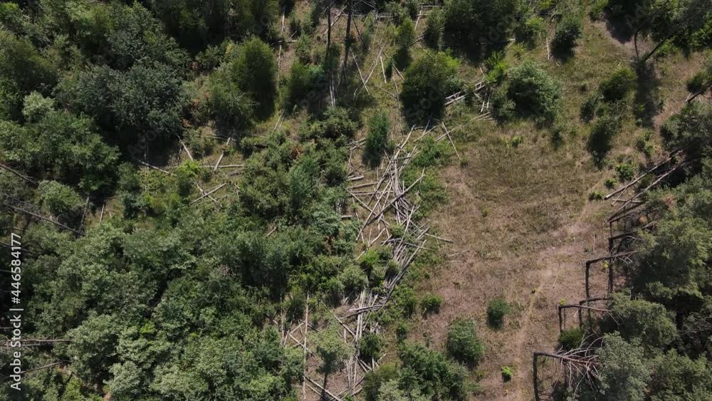 fallen trees in the middle of the forest. aerial shooting fallen trees in the middle of the forest. aerial shooting