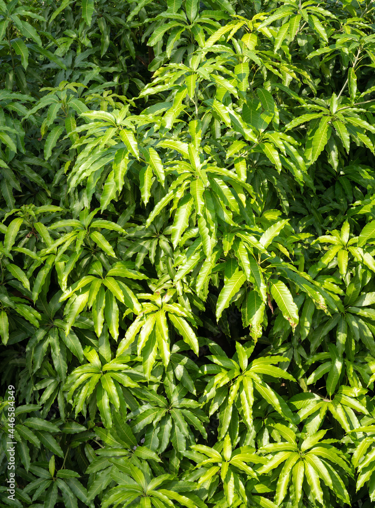 Mango leaves background Mango leaves background