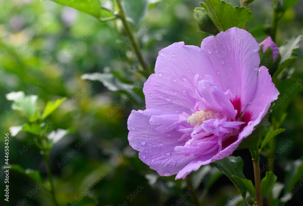 Fresh purple flowers in the garden with green natural background ,copy space Fresh purple flowers in the garden with green natural background ,copy space