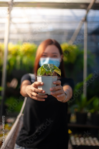 person holding a plant in a greenhouse