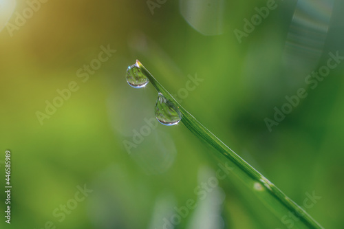 Ross on the grass, drops of ross, a blade of grass in summer, grass macro, drops of ross on the grass, drops of macro